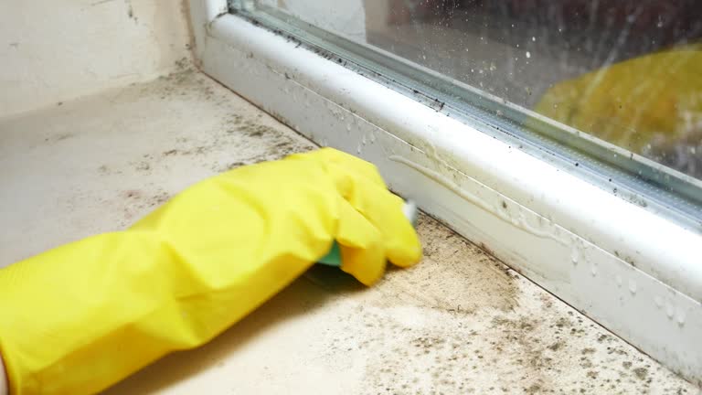 Best Mold Removal for HVAC Installations  in Sandy Hook, CT